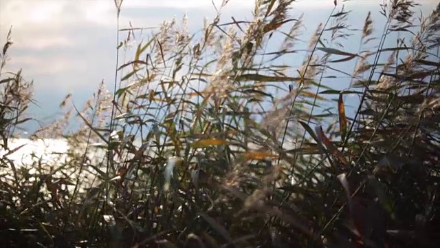 小草的耳朵被风吹得瑟瑟发抖。夏季海岸的背景。慢动作视频素材