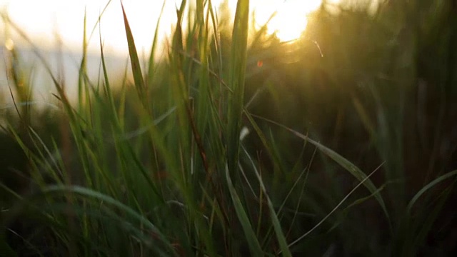 山上的绿草随风摇动。美丽的日落背景。太阳光束视频素材