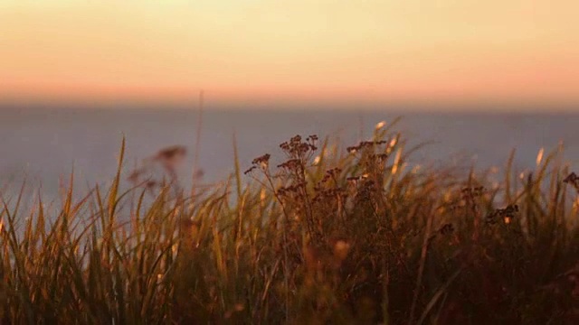 山上的草因风而摇动。美丽的海上日落的背景。近距离视频素材