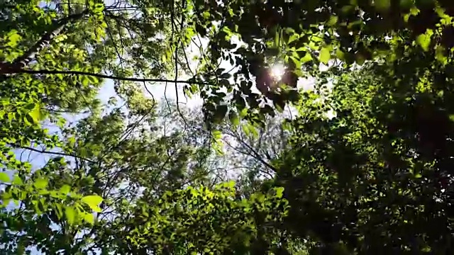 阳光穿过树木视频下载