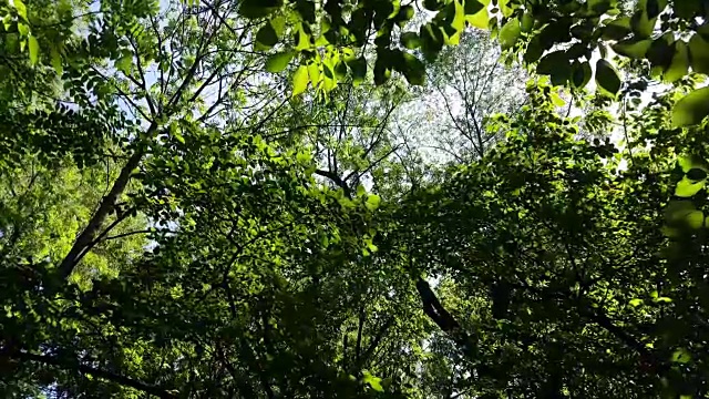 阳光穿过树木视频下载