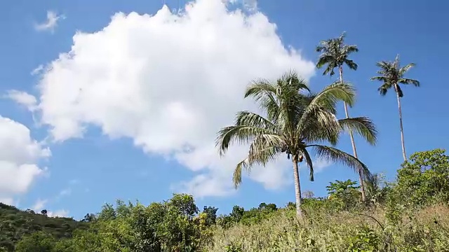 风景与椰子树和山脉视频素材