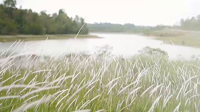 白色的原野草在风中绽放视频素材