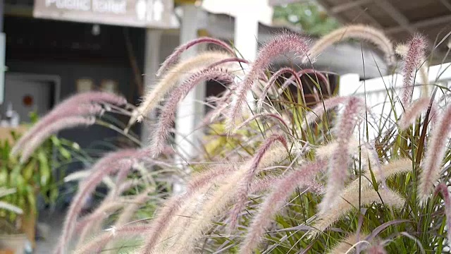 粉红色的田野草花在风中视频素材