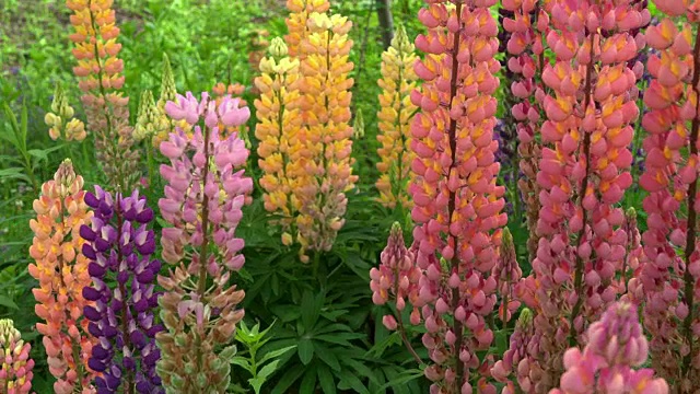 卢平花(Lupinus)视频素材