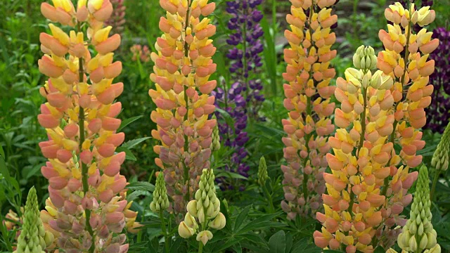 卢平花(Lupinus)视频素材