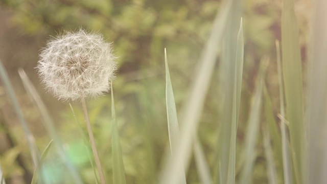 蒲公英的草地视频素材