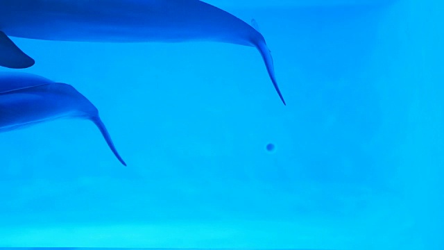 两只海豚在水族馆里有趣地游泳视频素材