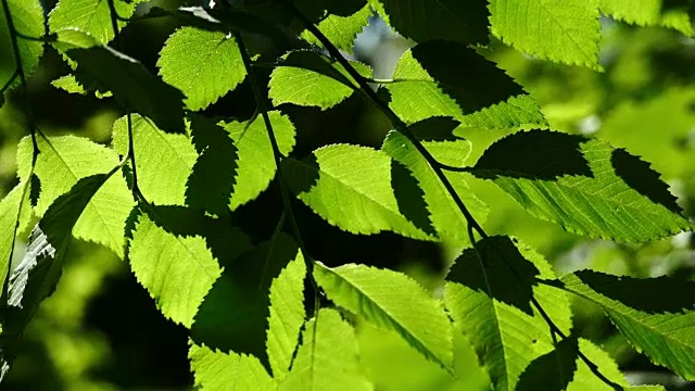 美丽，和谐的森林细节，与角木叶视频素材