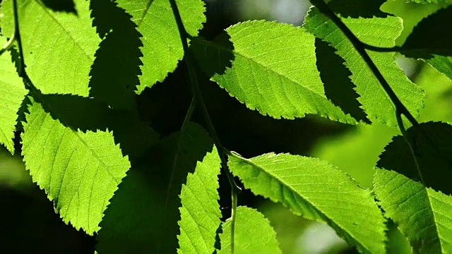 美丽，和谐的森林细节，与角木叶视频素材