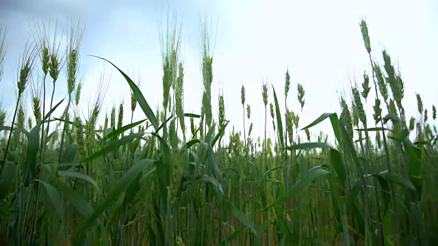 夏风吹动麦田波浪视频素材