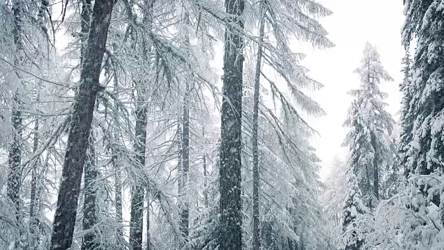 冬天的森林里下雪视频素材