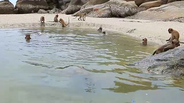 野生猴子在泰国南部的普拉普基里坎海岸玩海水池视频下载