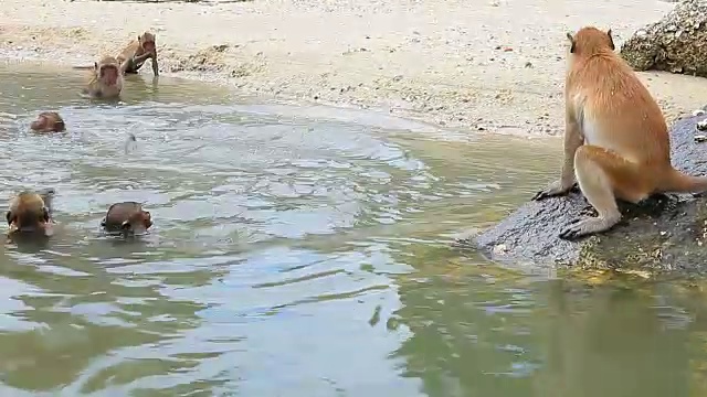 野生猴子在泰国南部的普拉普基里坎海岸玩海水池视频下载