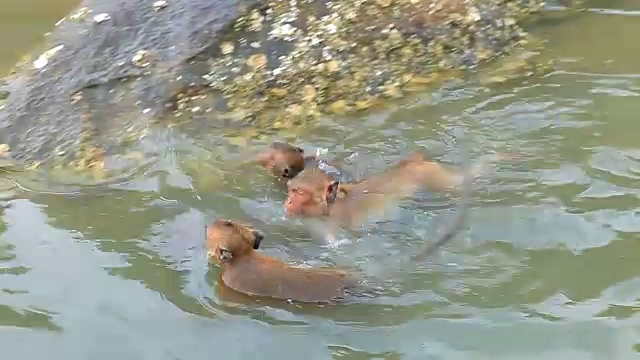 野生猴子在泰国南部的普拉普基里坎海岸玩海水池视频下载