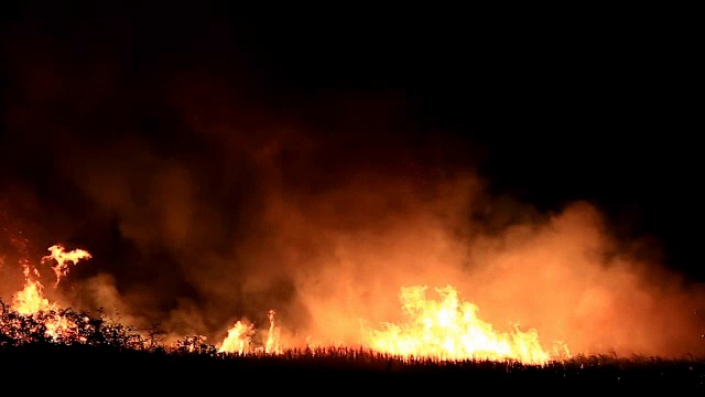 夜间森林火灾视频素材