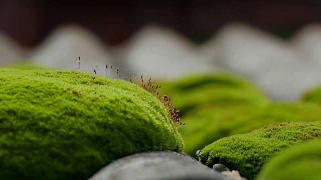 老青苔近了视频素材