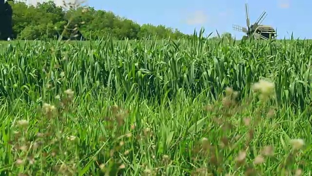 历史上的风车在夏季田野景观附近的绿树。视频素材