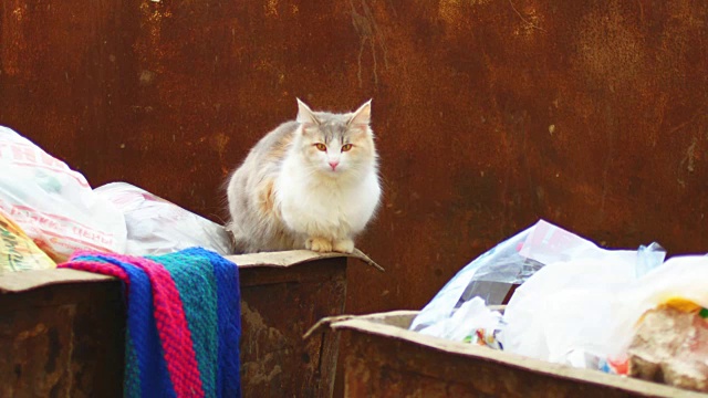 野猫在垃圾桶上看相机视频素材