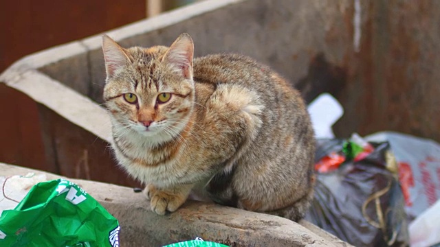 一只流浪猫在城市的垃圾桶上视频素材