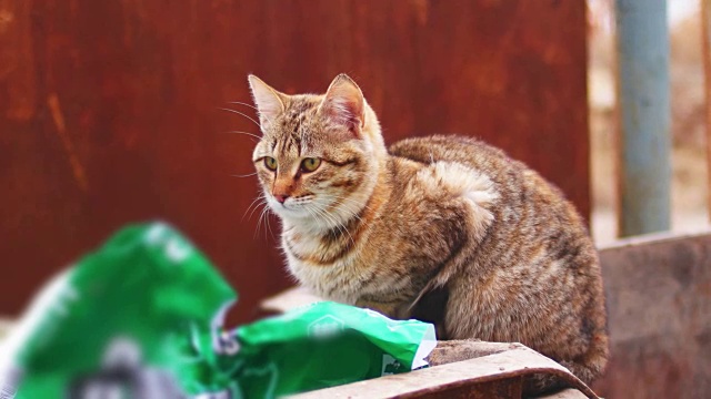 流浪猫在城市的垃圾桶上走开了视频素材