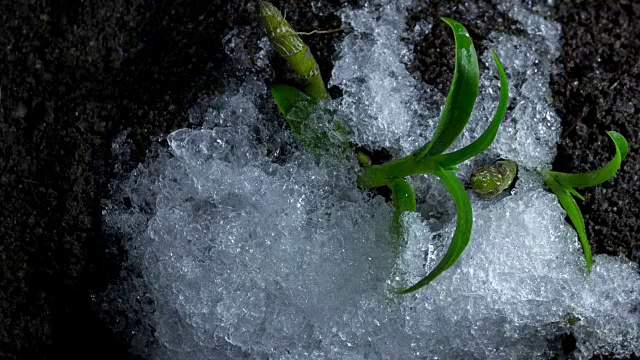 4K时光流逝雪在草地上融化，春天解冻时光流逝视频素材