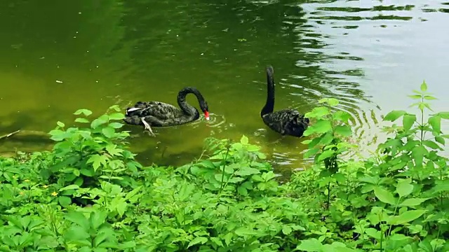 黑天鹅在动物园池塘里游着绿色的水。红峰天鹅视频素材