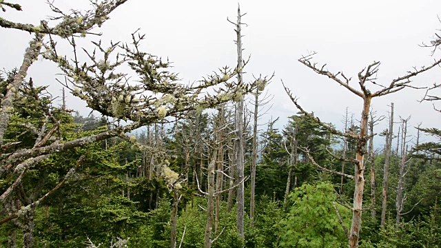 有地衣的烟山树视频素材