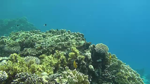 彩色的鱼礁达哈卜视频素材