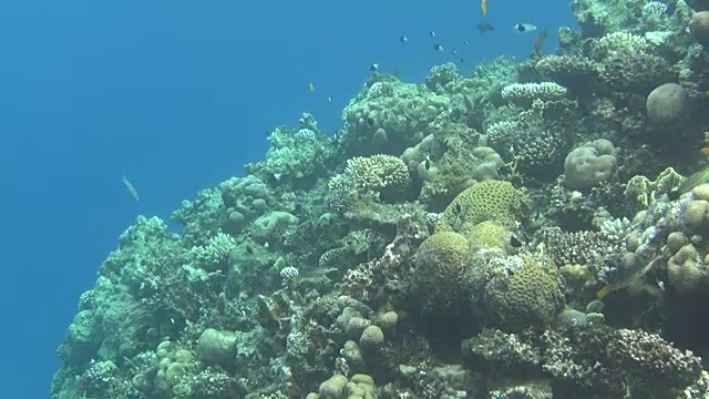 彩色的鱼礁达哈卜视频素材