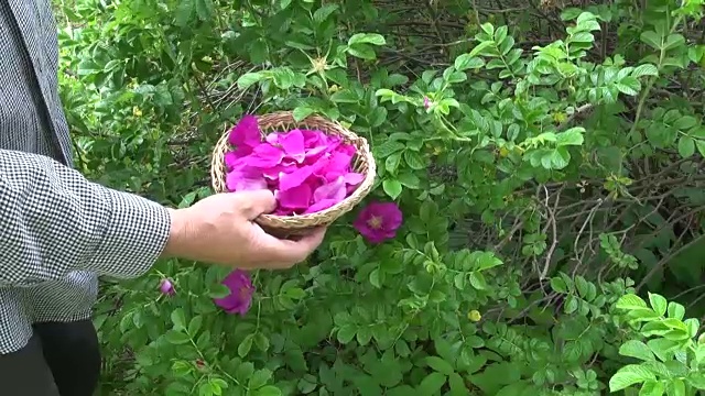 草药师收集蔷薇花瓣视频素材