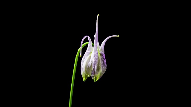 时间流逝-耧菜阿奎莱拉花枯萎视频素材