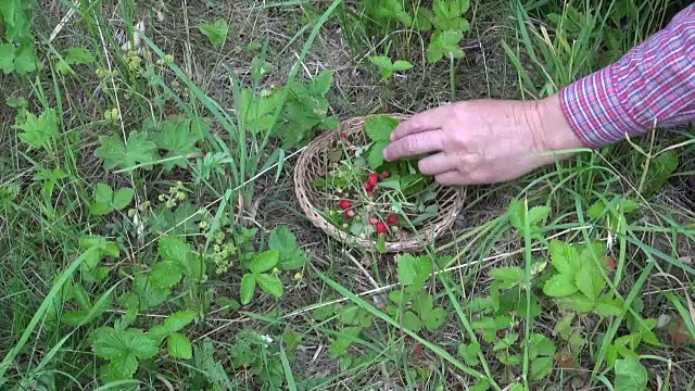 采集野生草莓的草药医生视频素材