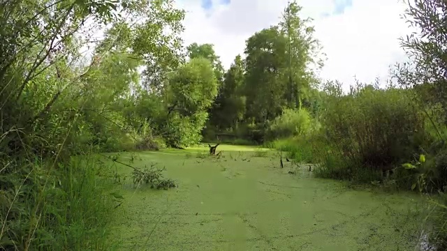 绿油油的浮萍覆盖着池塘的灌木丛，时光流逝视频素材