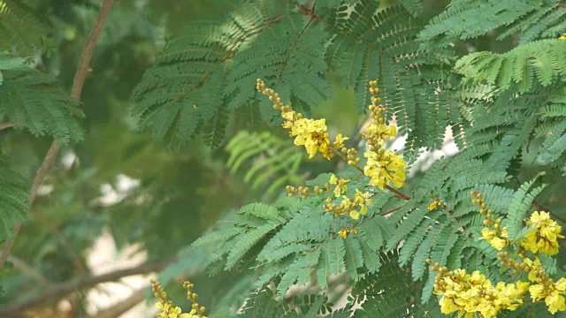 铜荚花芽随风晃动视频素材