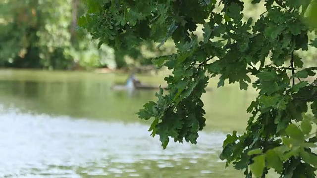 树叶在湖面上随风飘动。池塘岸边的一棵橡树视频素材