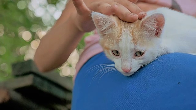 黑发少女抱着小猫在她的猫怀里爱户外视频素材