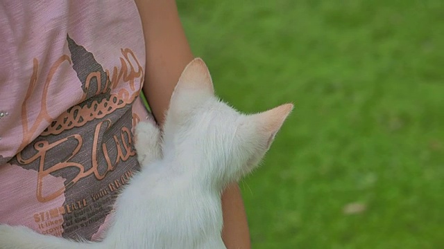 黑发女孩抱着小猫在她的猫少年的怀里爱户外视频素材