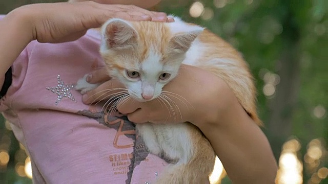 女孩棕发抱着小猫在她的猫少年的怀里爱户外视频素材