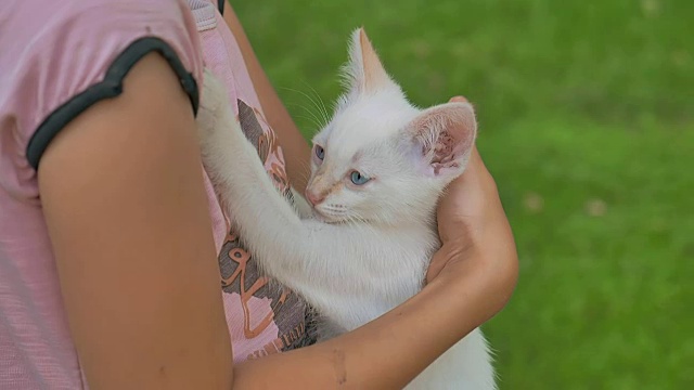 棕发女孩抱着小猫在她年轻的猫怀里喜欢户外活动视频素材