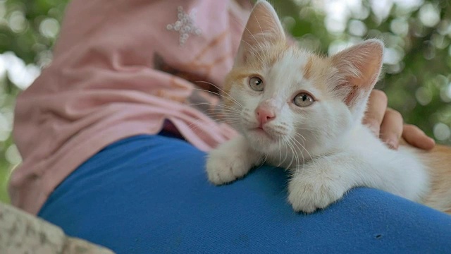 女孩黑发少女抱着小猫在她的猫怀里爱户外视频素材