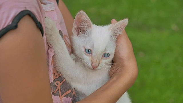 黑发女孩抱着小猫在青少年她的猫胳膊喜欢户外视频素材