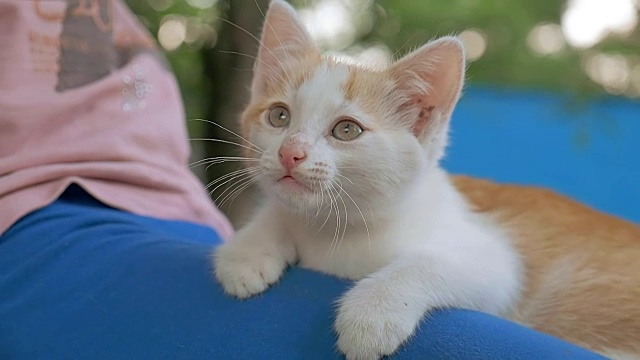 黑发女孩抱着小猫在她十几岁的猫怀里，喜欢户外活动视频素材