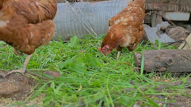 鸡姜去找食物夏天农场家禽慢镜头录像视频素材