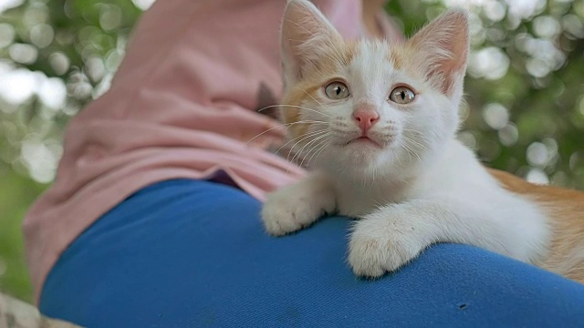 黑发女孩抱着小猫在她的猫怀里爱户外视频素材