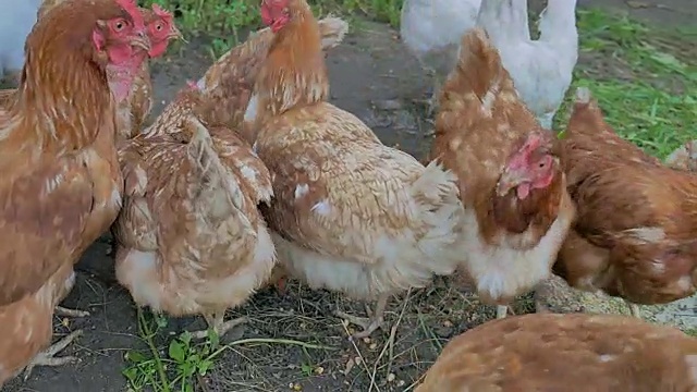 鸡去找生姜食物夏天农家家禽的慢镜头视频素材