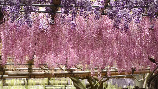 紫藤隧道，充满紫藤花的梦幻世界视频素材