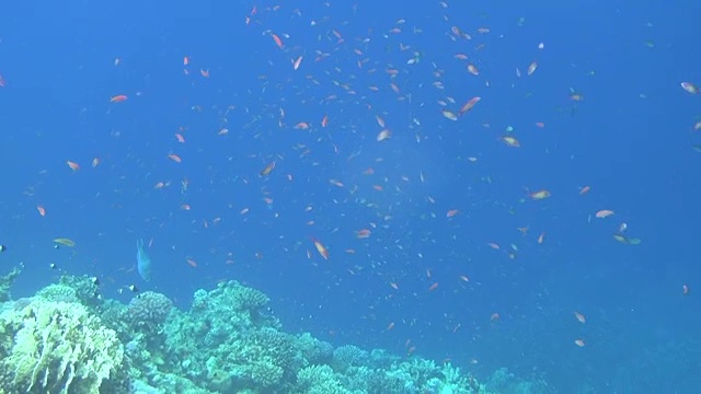 鱼的学校慢莫达哈卜视频素材