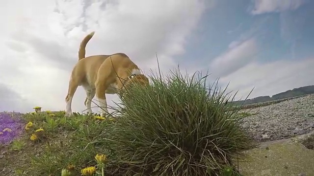 一段慢镜头镜头，一只小猎犬在散步时嗅着地面视频素材