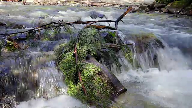 湍急山河中的针叶树枝。视频素材